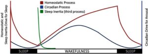 miega deficīts, miega inerce, parasomnija, cirkadiānais ritms, homeostātiskais ritms